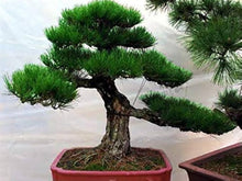 Vegetables Assorted Species Balcony Bonsai Seeds for long-term planting in the Small Space Containers