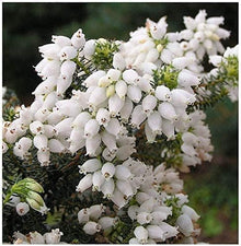 Heirloom Non-GMO Kinlochruel White Heather (Calluna Vulgaris Seeds valued for beautiful White Flowering Shrubs