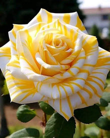 Rose Seeds for a lasting display in the Yellow Garden