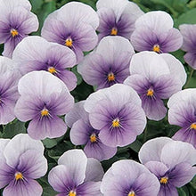 Viola Sorbet ‘Lilac Ice’ flower Seeds for a colorful addition to any planting
