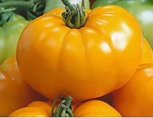 Yellow Brandywine Tomato Seeds (Solanum lycopersicum) for productive rows in the Vegetable Backyard Garden