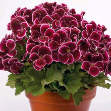 Geranium Pelargonium hortorum Saturn Red Flare flower seeds for planting in backyard garden or patio planters - for planting in home garden