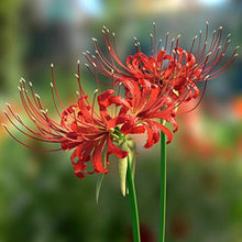 Japanese Radiata Lycoris Seeds for growers seeking a long-blooming display