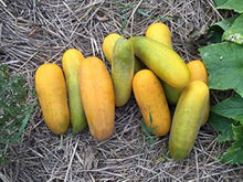 Cucumber Seeds for productive rows in the vegetable patch