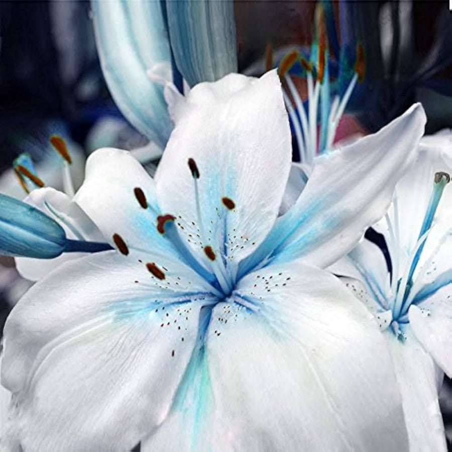 Blue heart lily flowers grown from mixed color seeds with vibrant petal patterns