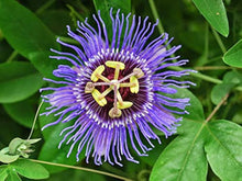 Bright Yellow Passionflower Seeds for long-term planting in the Home Garden & Bonsai