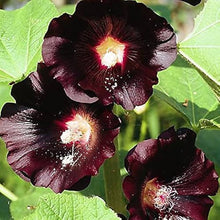 Hollyhock Black Seeds for growers filling out the Unique Gardens