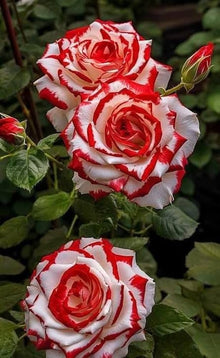 Burgundy White Roses Seeds for a lasting display in the Elegant Garden