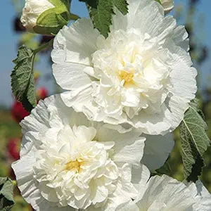 White Chater's Hollyhock Alcea rosea perennial flower seeds for planting in backyard garden beds
