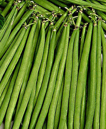 Pole Bean Seeds (Phaseolus vulgaris) for productive rows in the Vegetable Patch