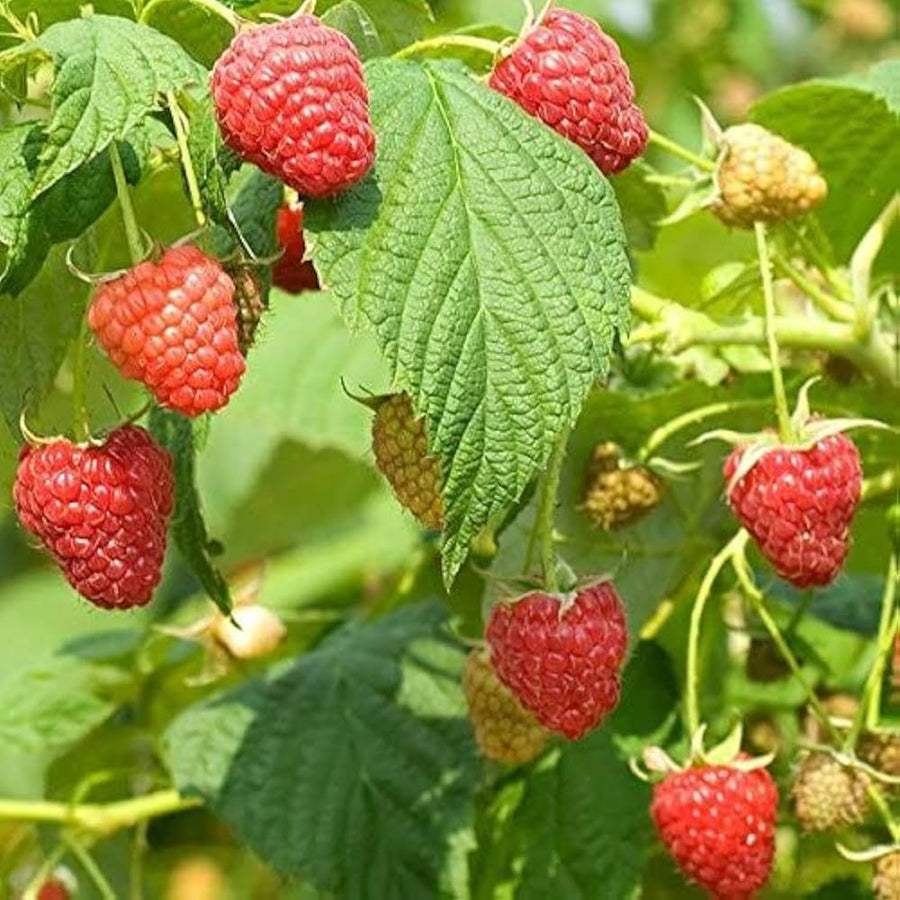 Red (Raspberry Plant Seeds – Sweet Fruit Garden Variety) for planting in garden