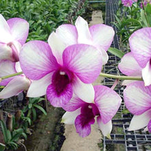 Dendrobium Seeds valued for indoor Home Bonsai Decoration