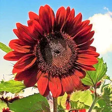 Bonsai Fortune Sunflower Seeds for growers establishing the Garden