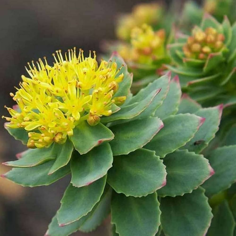 Rhodiola Rosea Plant Seeds