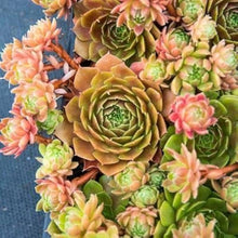 Lake blue sempervivum living stone seeds