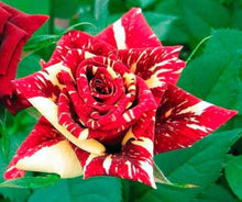 Fresh Osiria Rose Seeds for a lasting display in the Dark Orange Garden