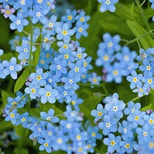 Chinese Forget-Me-Not Seeds (Cynoglossum amabile) valued for flower Window Boxes