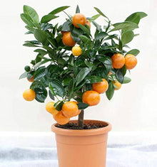 Sweet orange bonsai tree grown from seeds with tiny fragrant blossoms and miniature orange fruits