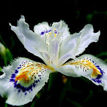 Mixed Color Iris Seeds (Iris germanica) for long-term planting in the Bonsai Urban Flower Bed