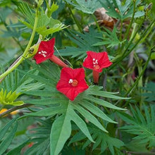 Cardinal Climber Flower Seeds red vines