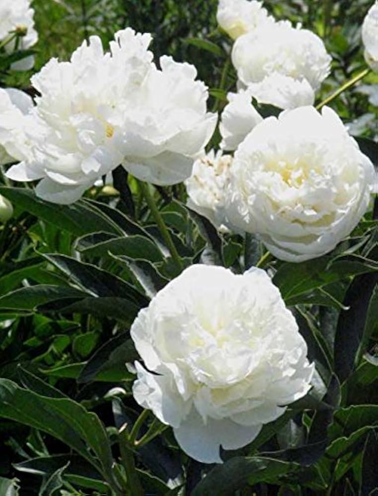 Duchess White Aster (Callistephus chinensis) for planting in home flower garden