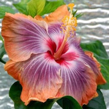 Red Orange Purple Hibiscus Seeds for growers planting the Vibrant Flower Beds
