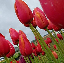 M et of Perfection Tulip Seeds from Saavyseeds  Ornamental Garden Plant Premium Quality Seeds