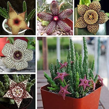 Starfish Seeds (Stapelia pulchella) for a lasting display in the indoor pots and decorative planters