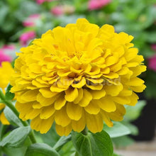 Yellow Zinnia Seeds (Zinnia elegans) for a bright addition to the Flower Urban Garden