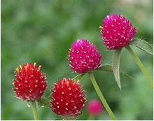 Gomphrena Haageana Seeds for seasonal color across the Flower Bed & Garden