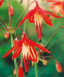 Bessera Elegans Seeds for a colorful addition to any planting