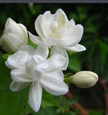 Jasmine Seeds for growers filling out the Indoor Perennial Flower Garden, Seeds per Bag