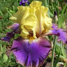Iris Iris Germanica Mixed Colors Seeds for colorful blooms in the Garden Spring Displays