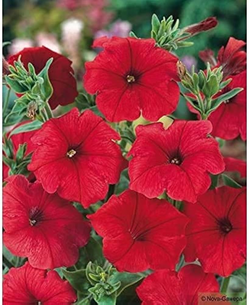 Pelletta Petunia Seeds for a sweet addition to the home orchard