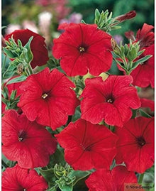Pelletta Petunia Seeds for a sweet addition to the home orchard