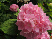 Hydrangea macrophylla mixed flower seeds