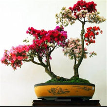 Antidesma Acidum Samen Bonsai - Deck Gardens Rare! LilaFlowers-Cluster Seeds for a lasting addition to the landscape