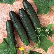 Suyo Long Cucumber Seeds for a reliable harvest in the Crisp Garden Cucumbers