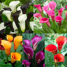 Calla Lily Zantedeschia Mixed Color Bulbs for a lasting display in the flower bed patio