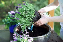 Lavender Seeds (Lavandula angustifolia) for a fragrant addition to the Flower Bed & Garden