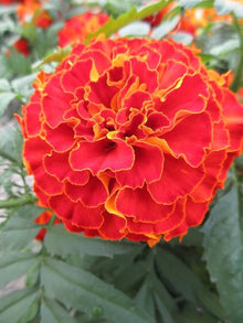 Marigold Ez Wachsen Französisch Doppelte Gelbe Marigold Seeds for a bright addition to the flower bed