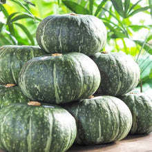 Crane Head Pumpkin Seeds for growers stocking a kitchen garden