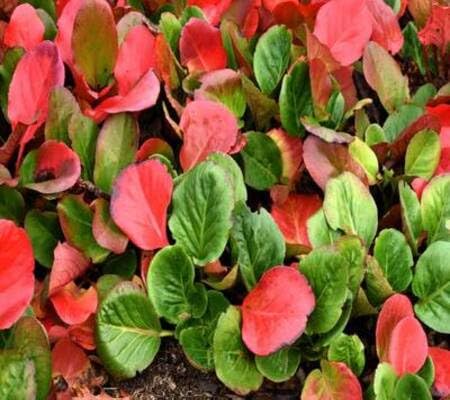 Peanut Plants for gardeners building out beds and borders