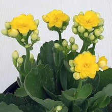 Kalanchoe Bonsai Seeds known for home Indoor Decoration