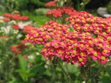 Red Yarrow Seeds (Achillea millefolium) for a lasting display in the wildflower bee butterfly garden