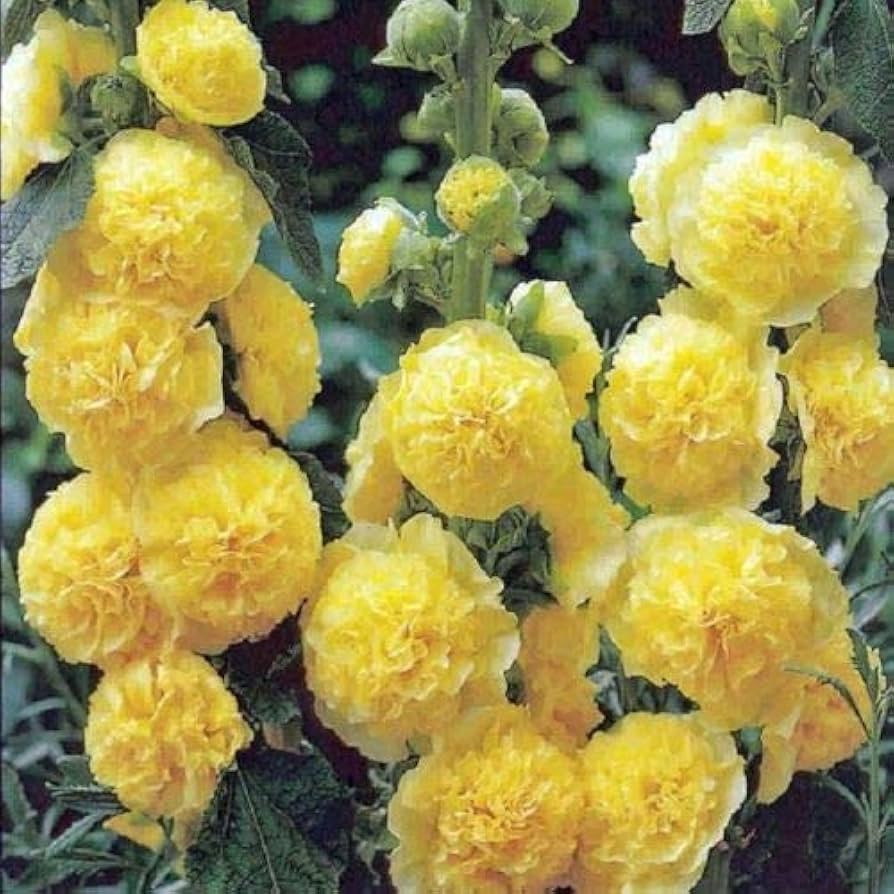 Hollyhock flower Alcea rosea double yellow perennial seeds for planting in backyard garden beds
