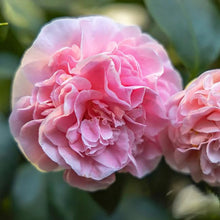 Camellia Japonica Camellia japonica for planting in garden