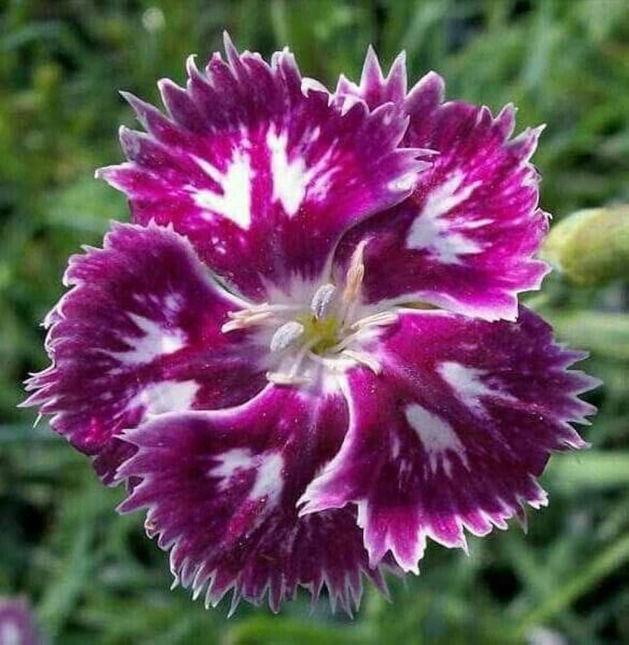 Sweet William Flower - for planting in home garden