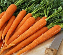 Carrot Seeds (Daucus carota) for a reliable harvest in the Vegetable Garden