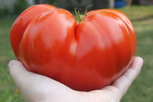 Eva Purple Ball Tomato Seeds for a productive addition to the vegetable patch